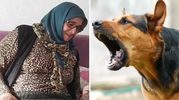 Çoban köpeğinin saldırdığı kadın öldü, köylüler hayvanı tüfekle vurdu