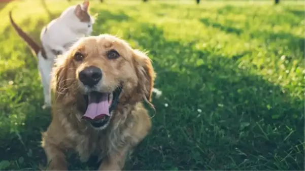 Trabzon'da sahipli köpekler için alınan karara hayvanseverlerden tepki