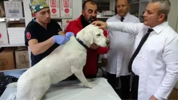 Kedi ve köpek sahibi olanlar 31 Aralık tarihine dikkat! Hayvanınıza çip taktırmak için son gün