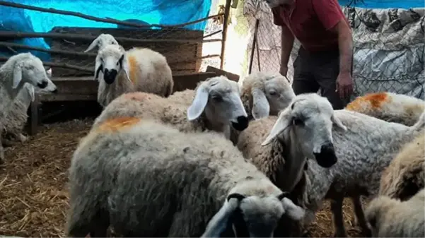 Koca köy diken üstünde! Gece ahıra dalan gizemli yaratık koyunları yedi