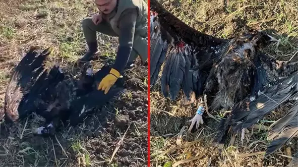 Ülkemizde görülen en büyük yırtıcı kuş! Bulgaristan'da koruma altındaydı, Türkiye'de vuruldu