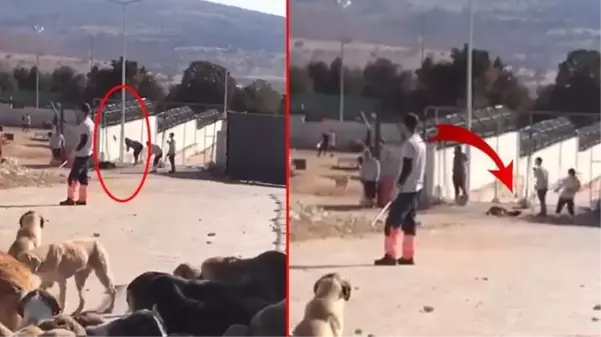 Konya'da köpeğe kürekle işkence eden 2 cani, tahliye edildi