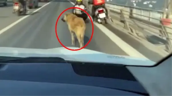 15 Temmuz Şehitler Köprüsü'nde bir garip olay! Sürücüler başıboş köpek için seferber oldu