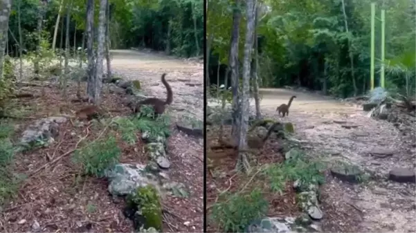 Videonun Meksika'da yumurtalarından çıkan dinozor yavrularına ait olduğu iddiası yanlış