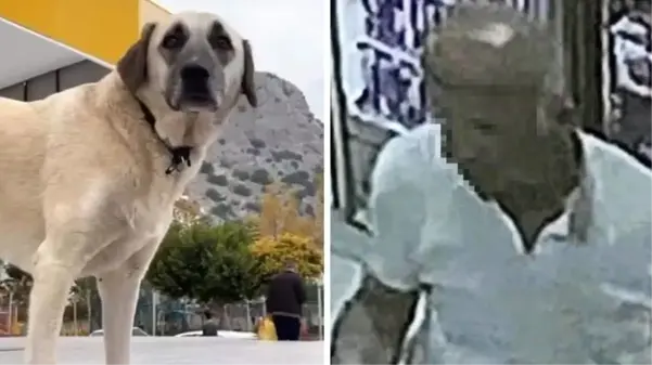 Aracına bindirdiği köpeğe cinsel saldırıda bulunan servis şoförünün cezası belli oldu