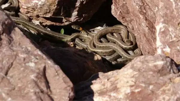 Burası Brezilya değil, Hakkari! Yılanlar her yeri sardı