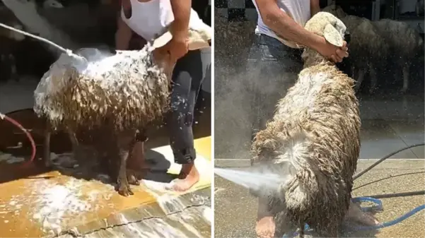 Oto yıkamacıda tepki çeken görüntü! Köpükledikleri koyunlar tazyikli suyla yıkandı