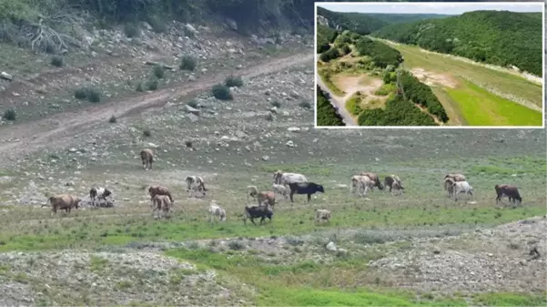 İstanbul'un suyunu sağlayan baraj kurudu! Otlarla kaplanıp, yeşil renge büründü