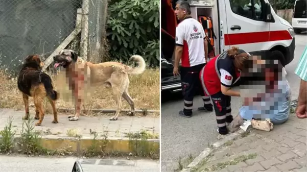 İstanbul'un göbeğinde vahşet! Ataşehir'de bir köpek yoldan geçen kadına saldırarak ağır yaraladı