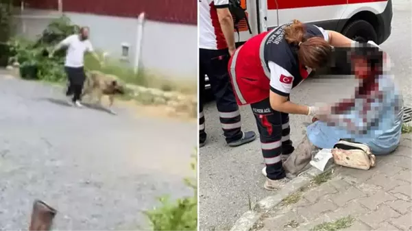 İstanbul'un göbeğinde saldırdığı kadını ağır yaralamıştı! Kangal cinsi köpeğin sahibi tutuklandı