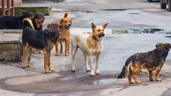 Başıboş köpeklere bağlı kuduz vakaları 2 yılda 3.5 kat arttı