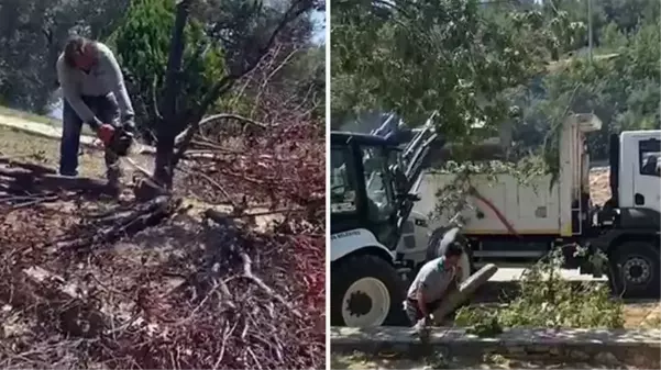 Bornova Belediyesi'nin zeytin ağacı kıyımına mahalle sakinlerinden tepki