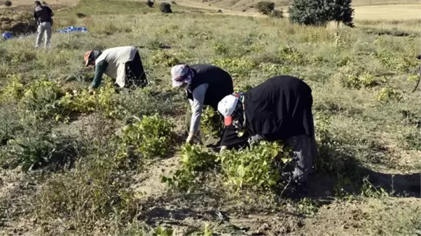 Üretimin yüzde 80 düştüğü Köse fasulyesinin fiyatı 200 TL'ye kadar çıktı