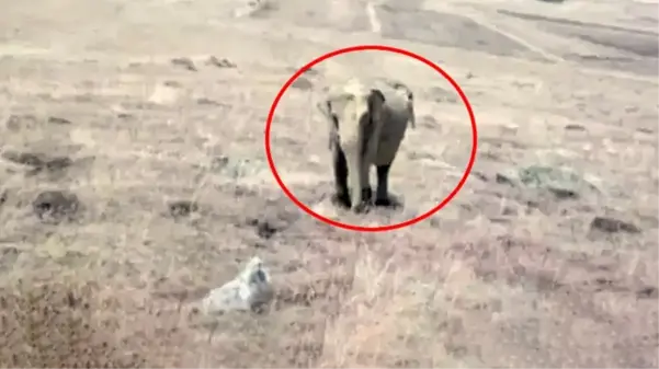 Ardahan'da fil görüldüğü iddia edilen köyün muhtarı da sessizliğini bozdu