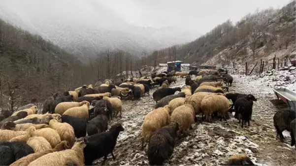 Artvin'de küçükbaş hayvanlarda çiçek hastalığı alarmı