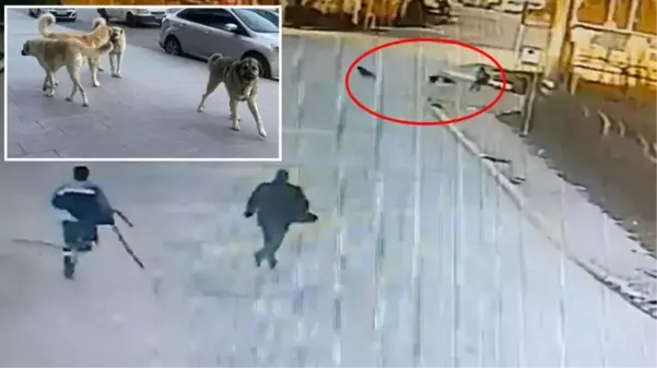 Kocaeli'de başıboş köpek sorunu büyüyor! İki ayrı saldırıya rağmen belediyeden çıt yok