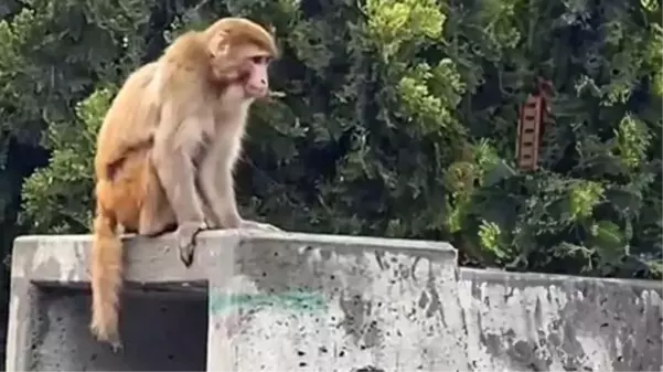 İstanbul'da firari maymun görenleri şaşkına çevirdi