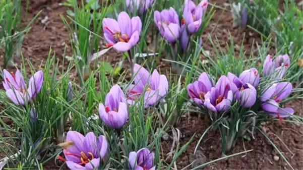 Dünyanın en pahalı baharatını ekti, kilosunu 200 bin liradan satıyor