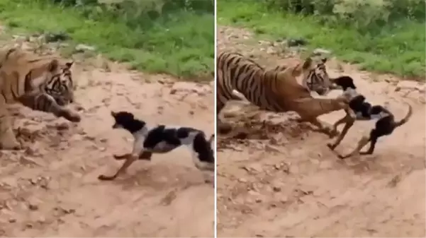 Kaplana kafa tutan köpek hayatının hatasını yaptı! Saniyeler içinde can verdi