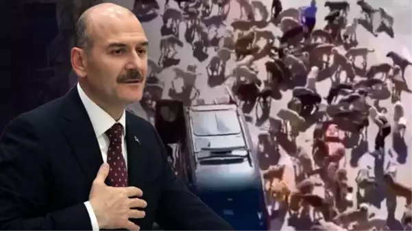 İletişim Başkanlığı: Süleyman Soylu'nun sokak hayvanları düzenlemesine karşı çıktığı iddiası doğru değildir