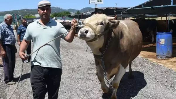 Tamı tamına 1,5 ton! 'Toros Kaplanı' isimli boğa, pazara ayak basar basmaz satıldı