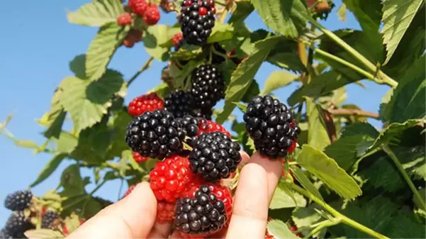 Siirt'te üretilen böğürtlenler dünyaya satılıyor