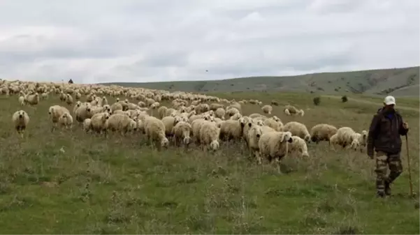 Yetiştiricilerden çoban isyanı: 50 bin lira maaşa çalıştıracak çoban bulamıyorlar