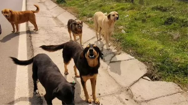 Sokak köpekleri 5 yaşındaki Abbas'ı hedef aldı! Ağır yaralanan çocuk yaşam savaşı veriyor