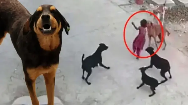 Düzenlemeden yeni detaylar! Köpek toplamayan belediye başkanına üç yıla kadar hapis