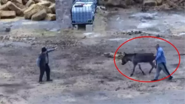 Ortaklarının çiftliğini basıp kıyım yaptılar! Eşeği kestikleri görüntü kahretti