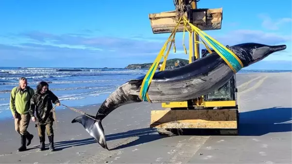 Dünyada sadece 6 örneği bulunan 'Gagalı Balina' Yeni Zelanda'da karaya vurdu