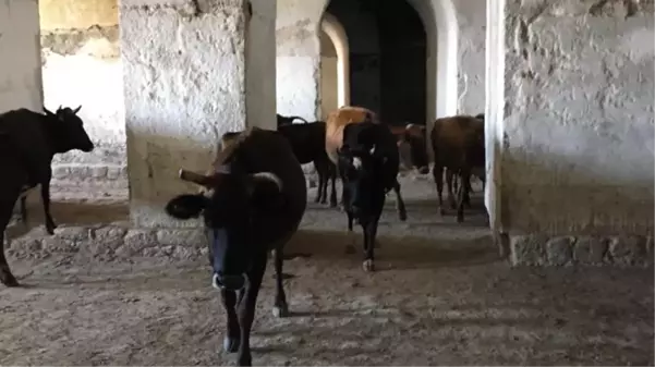 Ecdadın kemiklerini sızlatan görüntü! Tarihi Mecidiye Tabyası, ahıra döndü