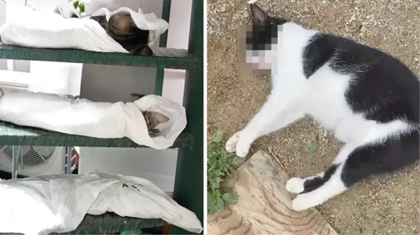 Kadıköy'de katliam! Onlarca kedi ve köpeği zehirleyerek öldürdüler