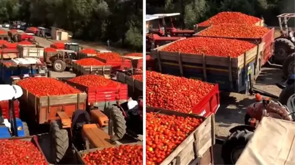 Türkiye'nin kanayan yarası! Ürettikleri domatesleri satamayan çiftçi isyan etti