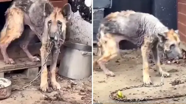 Sahiplerinin terk ettiği Alman kurdunun 12 haftada inanılmaz değişimi