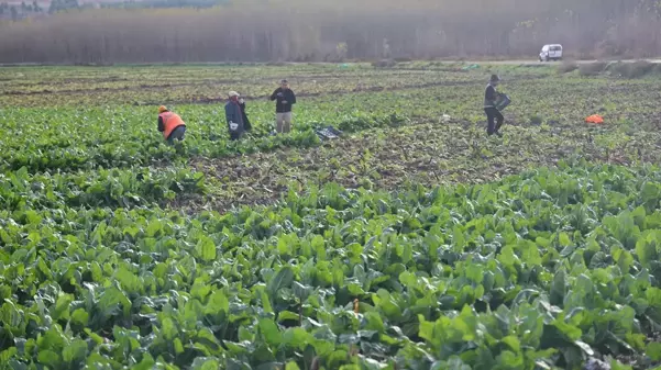 8 bin yıllık bahçede son hasat: Demeti 6 TL'den satılıyor