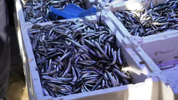 Palamudu tahtından etti: Kilosu 100 TL'den kapış kapış gidiyor