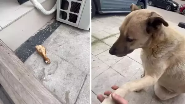 Sokak köpeği, kendisini besleyen kişinin dükkanına tavuk budu bıraktı