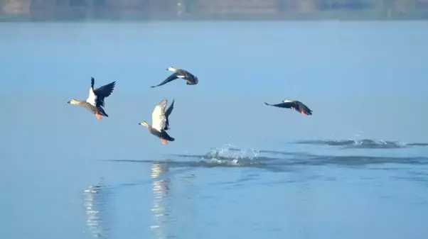 Wwf: Dünya Cop15'te Doğa İçin 