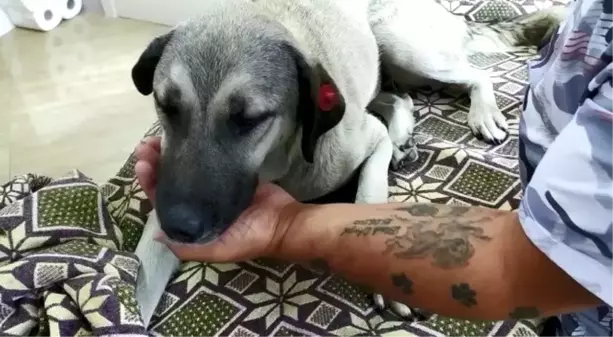 Tırın ezdiği köpeğin imdadına 'hayvan dostları' koştu