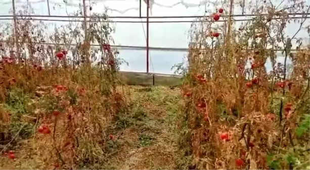 Son dakika haberi | Serada cansız bedeni bulunan çiftçinin şüpheli ölümünde 3. kez gözaltına alınan şüpheli tutuklandı