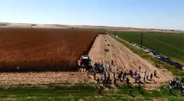 Diyarbakır'da mısır hasadı başladı