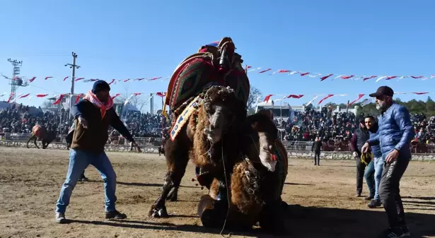 Deve güreşi festivaline yoğun ilgi