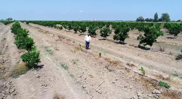 Narenciye bahçesindeki 108 ağacı baltayla kestiler