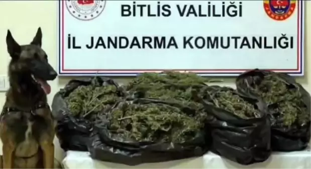 Bitlis'te 10 Kilo Skunk Ele Geçirildi