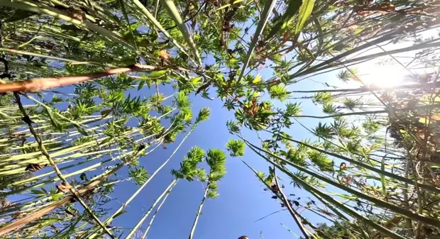 Samsun'da Kenevir Üretimi Artıyor