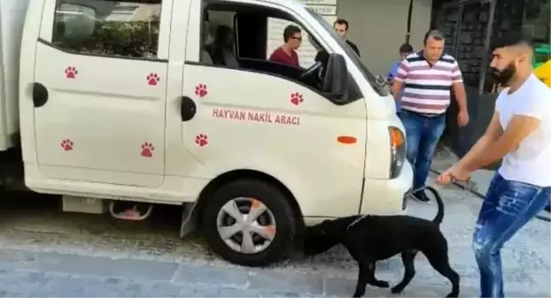 Kadıköy'de köpek saldırısı: Köpeğin sahibine para cezası yağdı