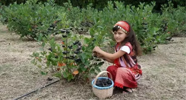 Karadeniz'in yeni meyvesi aronya için hasat zamanı