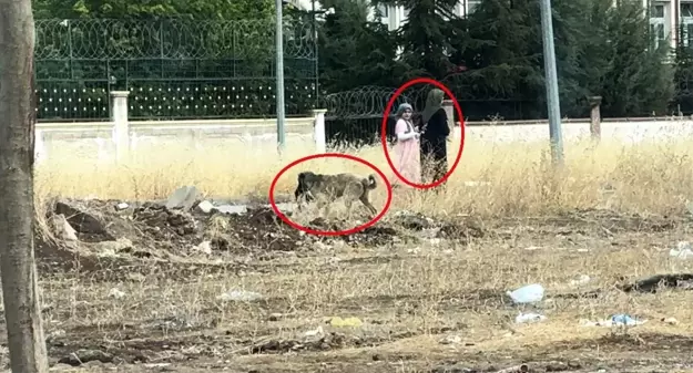 Diyarbakır'da Sokak Köpekleri Kediyi Yemek İçin Yer Aradı