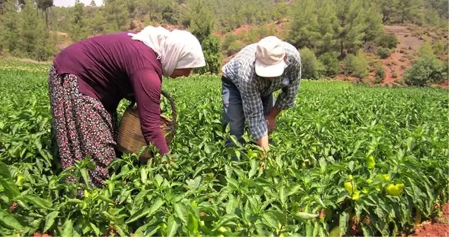 Tescilli Kale biberi üreticisinin yüzünü güldürdü! Tarlada 2-3 liradan satılıyor